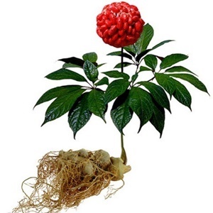 Ginseng i an comhdhéanamh