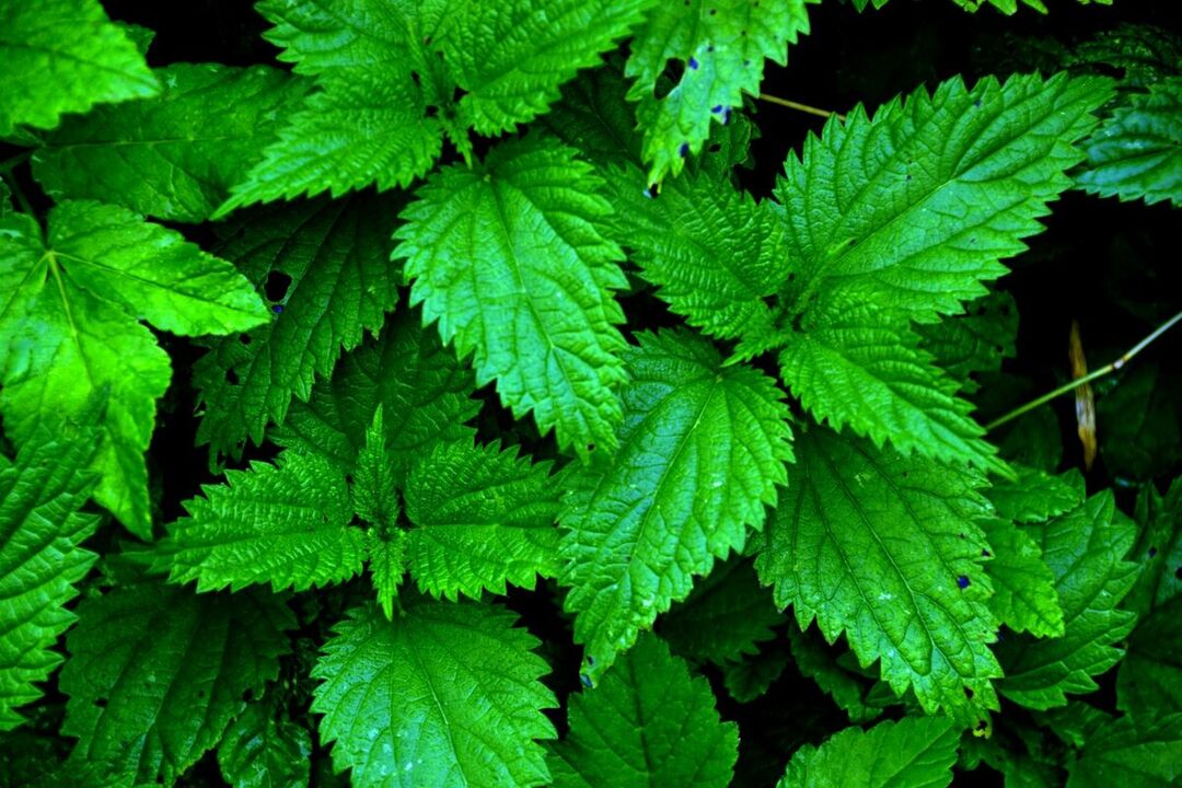 nettle chun potency a mhéadú